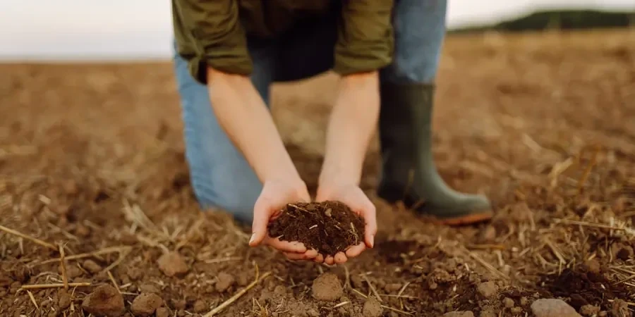 Illustrative image of Organic soil management in Birmingham